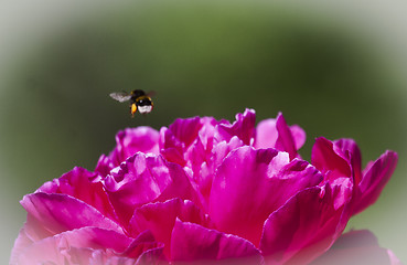 Image showing flying bumble bee