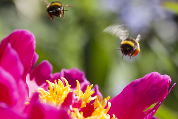 Image showing flying bumble bees