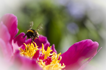 Image showing bumble bee over peaony