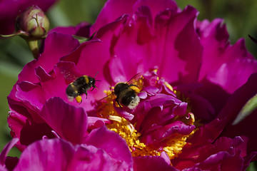 Image showing buzzing bumble bees