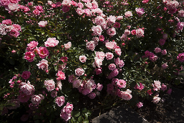 Image showing roses