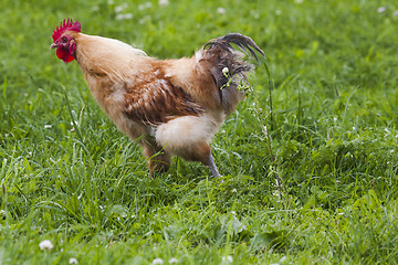 Image showing hen in the grass