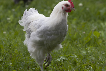 Image showing hen