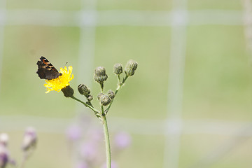 Image showing butterfly