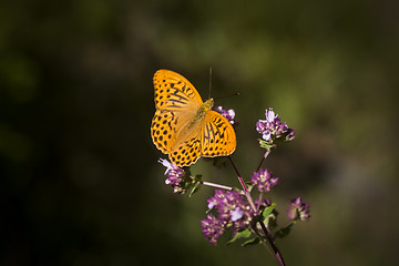 Image showing orange butterfly