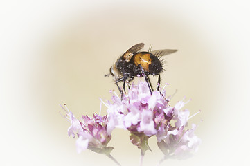 Image showing fly