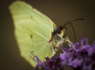 Image showing brimstone butterfly