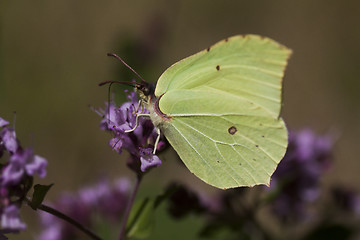 Image showing brimstone butterfly