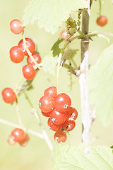 Image showing red currants