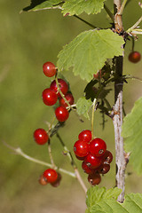 Image showing red currants