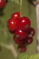 Image showing red currants