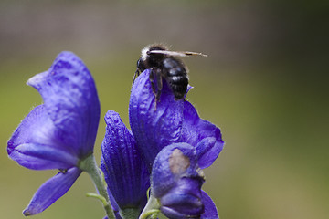 Image showing fly on aconite