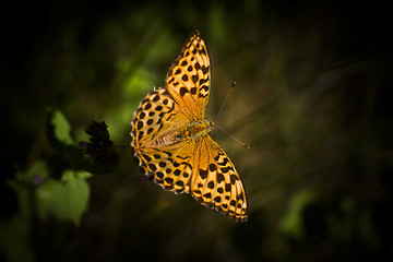 Image showing long wing