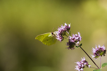 Image showing brimstone