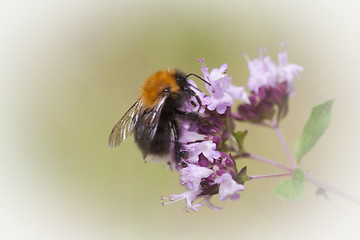 Image showing bumble bee