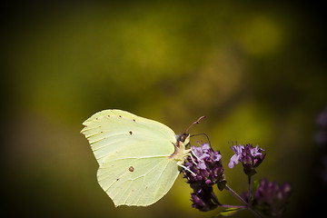 Image showing brimstone butterfly