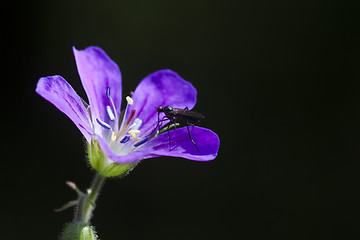 Image showing woodland cranesbill