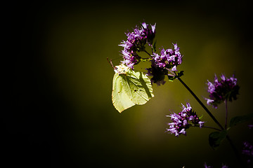 Image showing brimstone