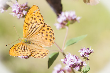 Image showing longwing