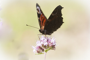 Image showing peacock butterfly
