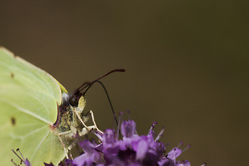 Image showing brimstone butterfly