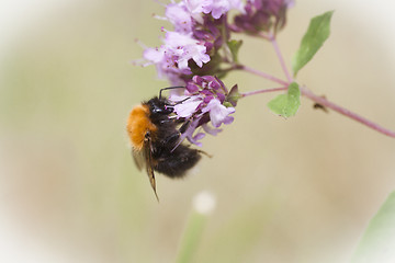 Image showing bumble bee