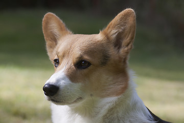 Image showing dog