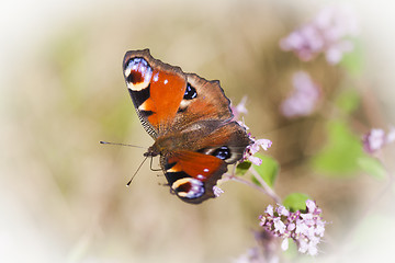 Image showing peacock butterfly