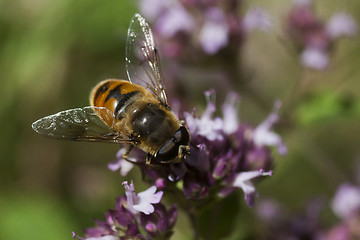 Image showing hover fly