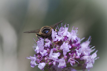 Image showing fly