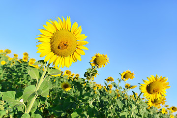 Image showing sunflower field