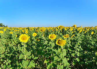 Image showing sunflower field