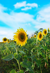 Image showing sunflower field