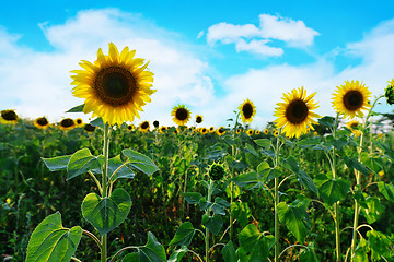 Image showing sunflower field