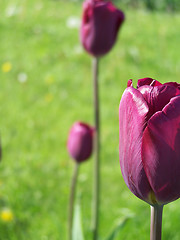 Image showing Purple tulip