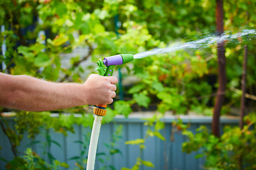 Image showing Working watering garden from hose