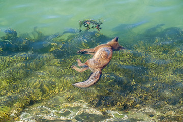 Image showing dead fox in the sea