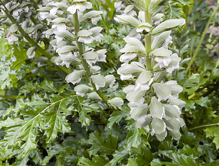 Image showing white flowers detail