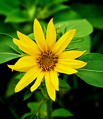 Image showing Small Sunflower with Leafs