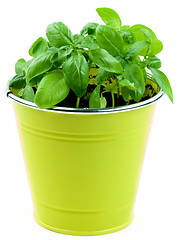 Image showing Fresh Green Basil