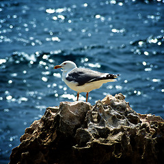 Image showing Seagull on Crag