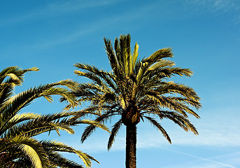 Image showing Palm Trees on Blue Sky