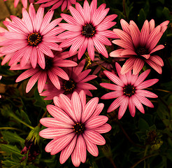 Image showing Garden Daisy Flowers