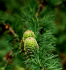 Image showing Young Sprouts Green Cones