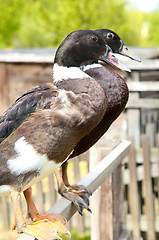 Image showing Beautiful two brown duck bird in nature
