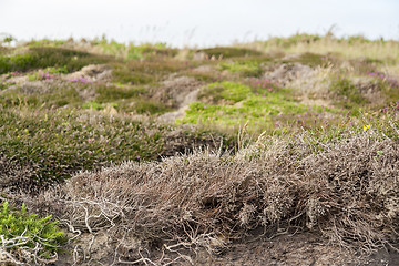 Image showing colorful heath vegetation