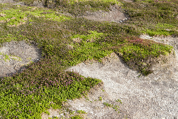 Image showing colorful heath vegetation