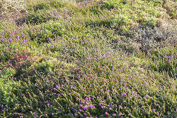 Image showing colorful heath vegetation