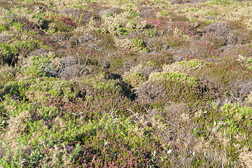 Image showing colorful heath vegetation