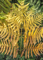 Image showing colorful fern leaf